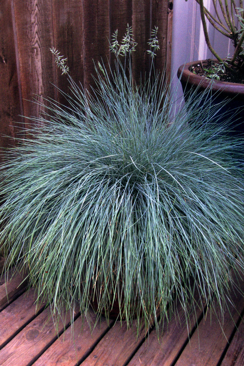 Beyond Blue Fescue Grass