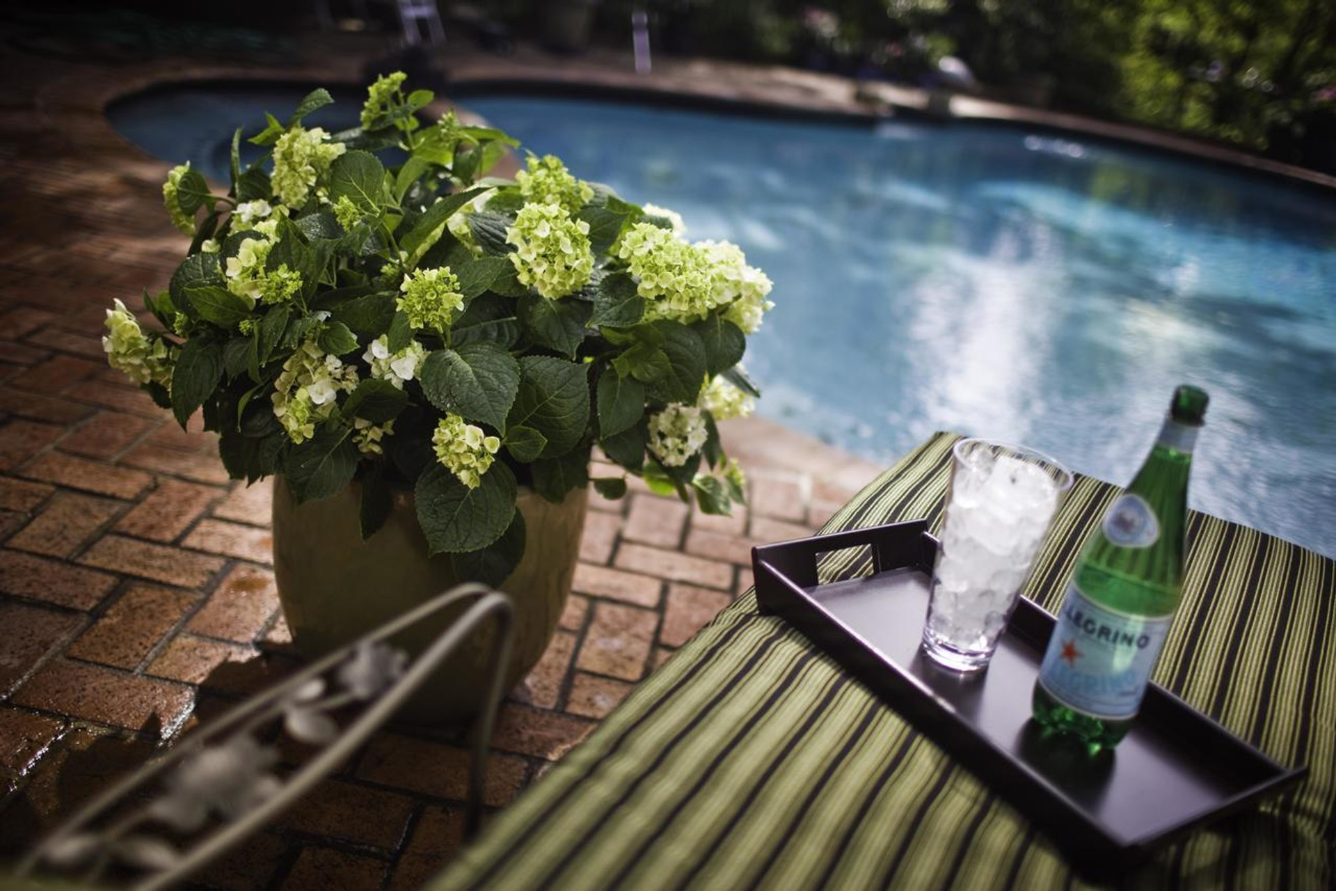 Hydrangea Blushing Bride Endless Summer