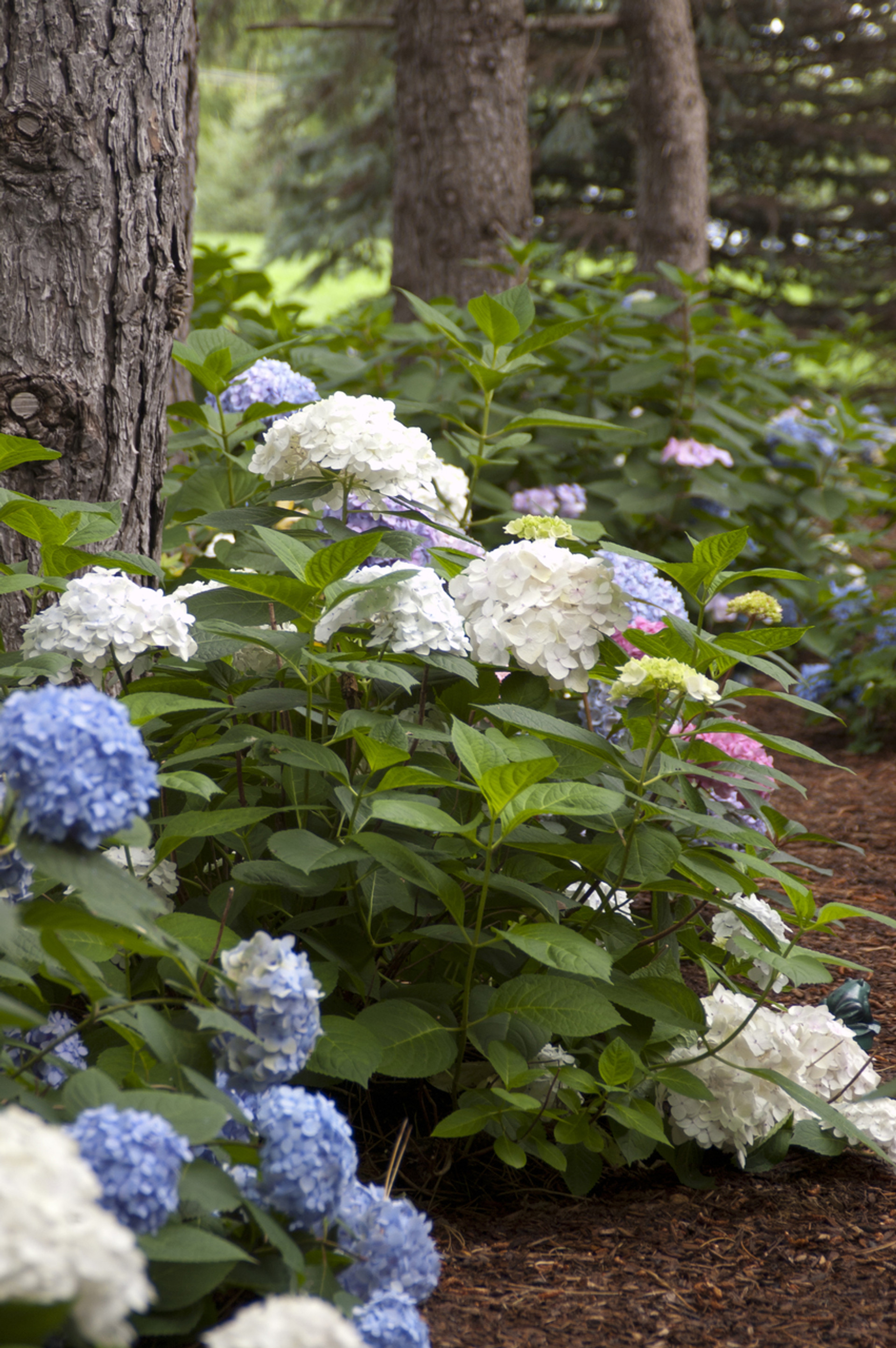 Hydrangea Blushing Bride Endless Summer
