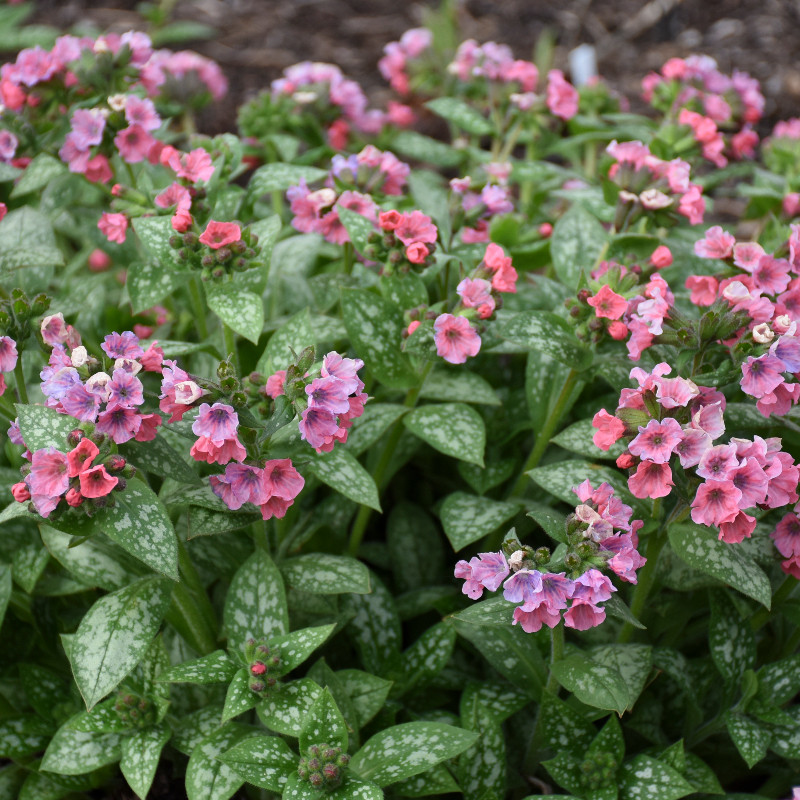 Pretty in Pink Lungwort Plant Addicts