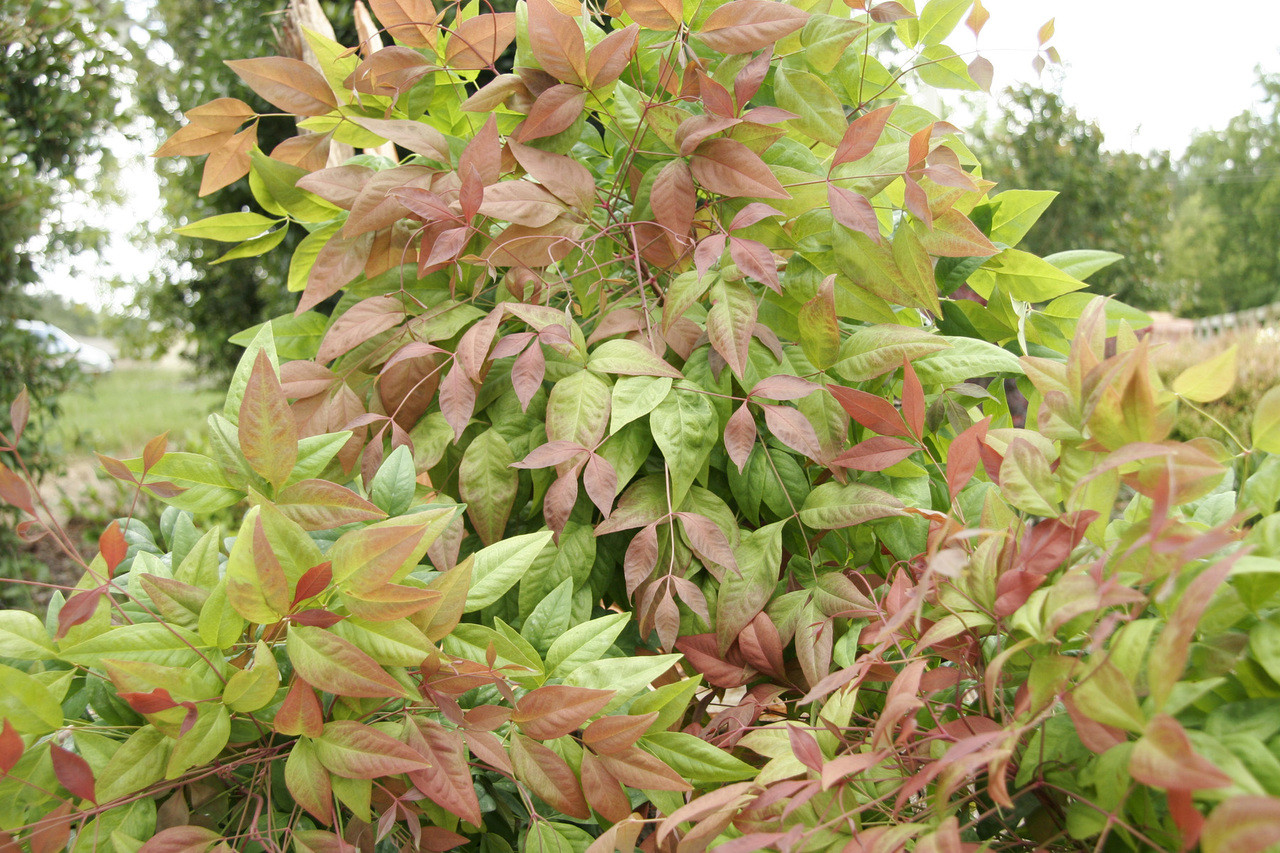 Blush Pink Nandina