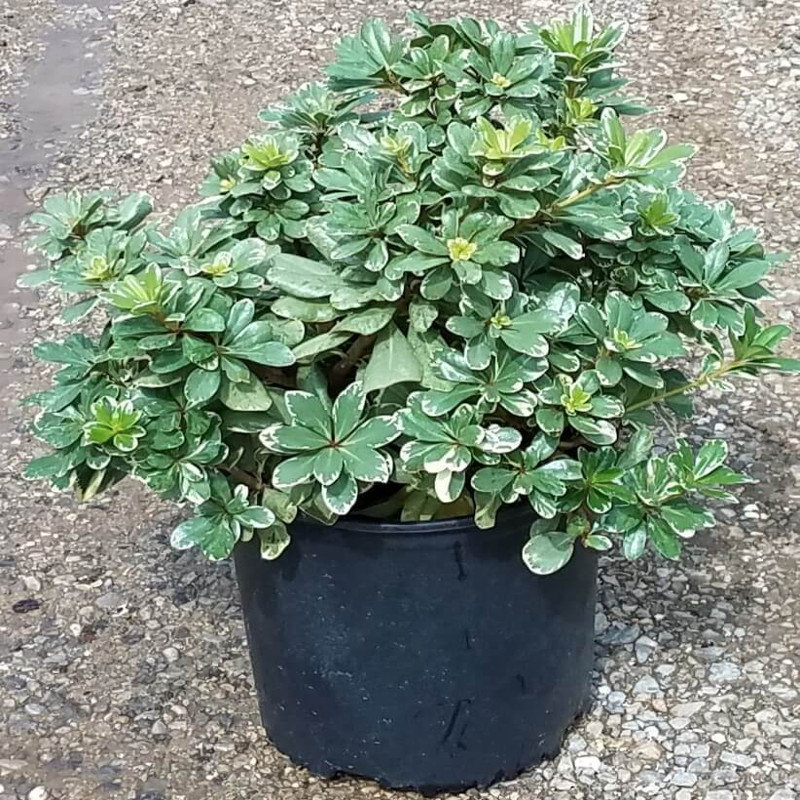 Variegated Pittosporum