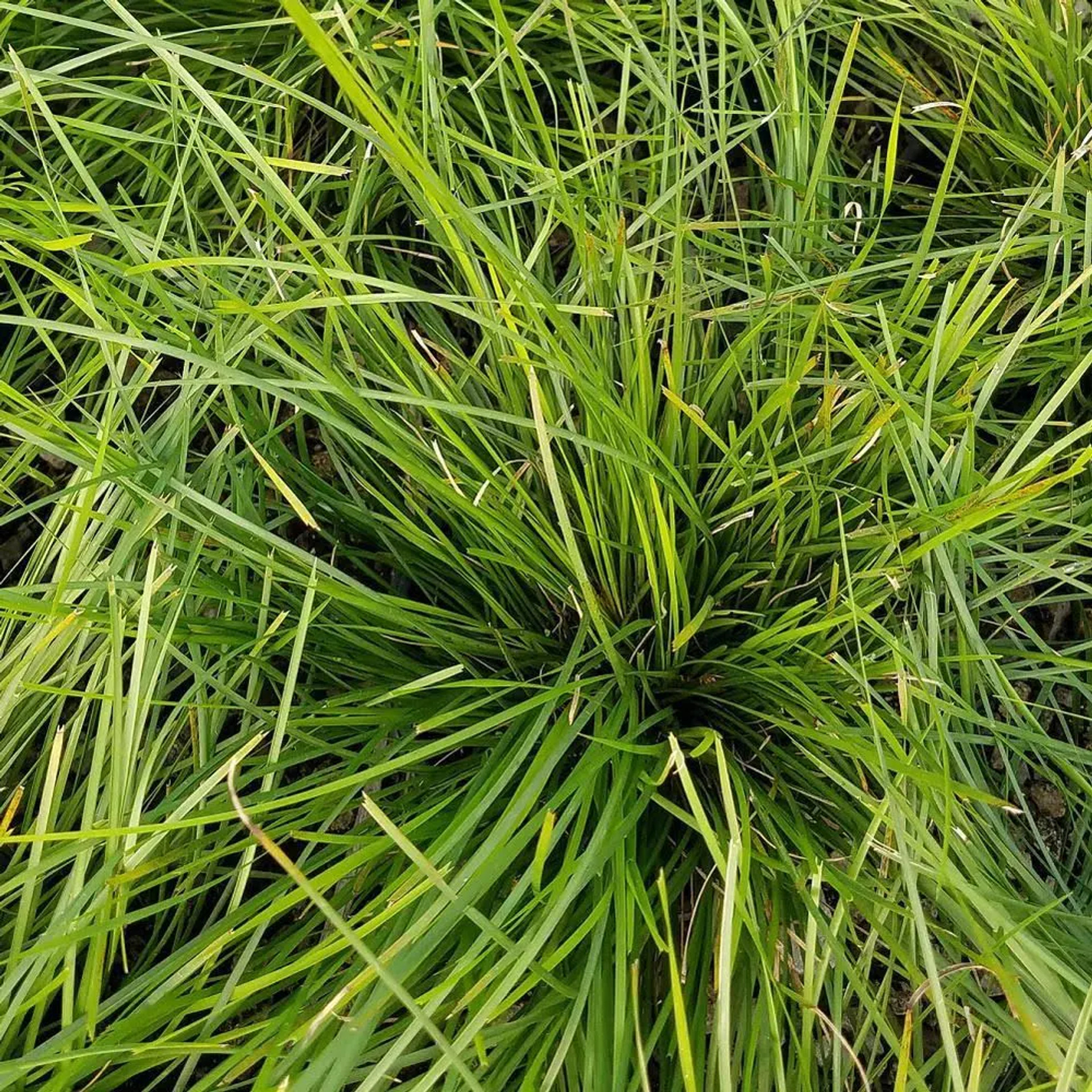 Cape Breeze Switch Grass | Plant Addicts