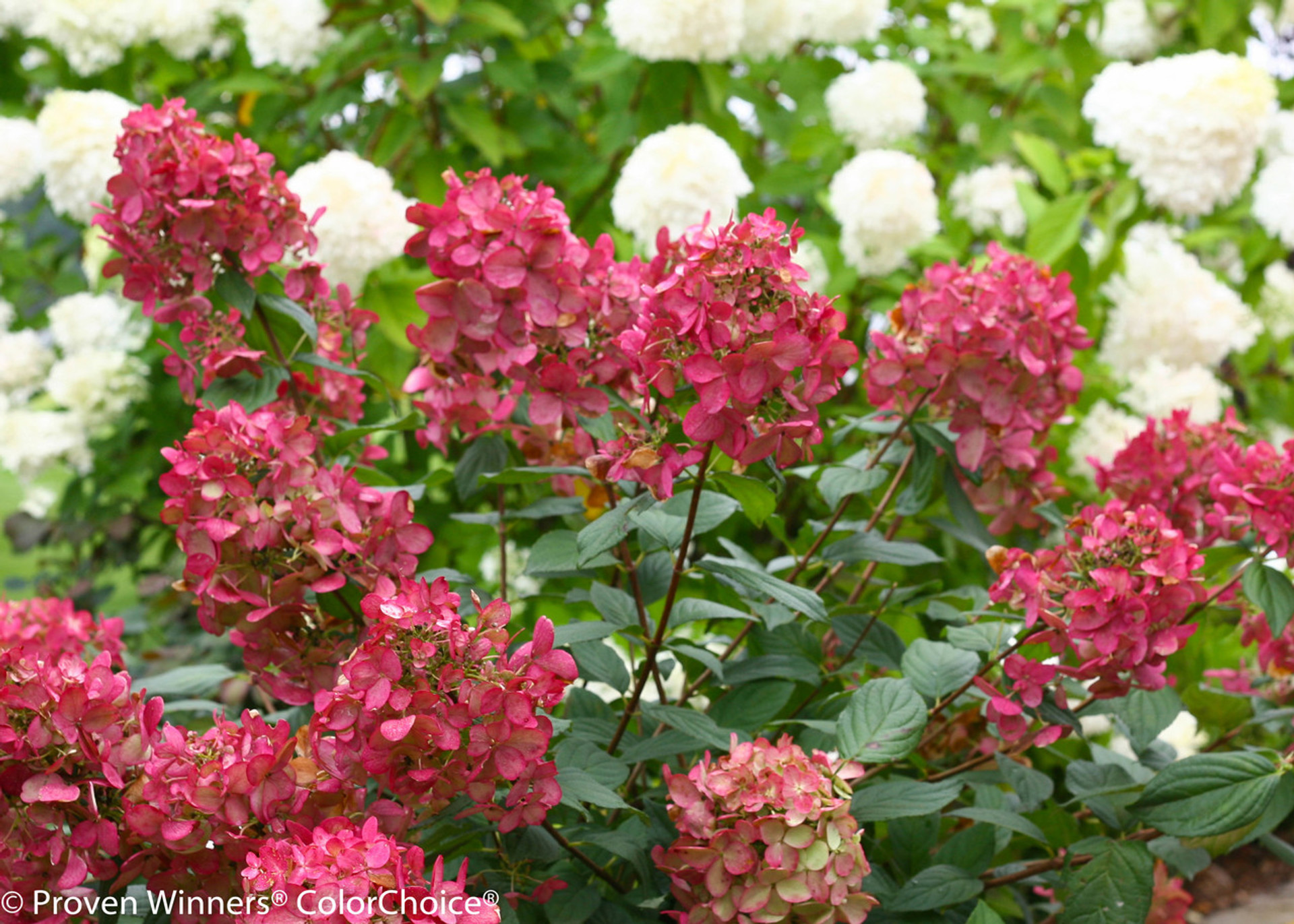 Fire Light® Hydrangea Plant Addicts Fire Light® Hydrangea Plant Addicts