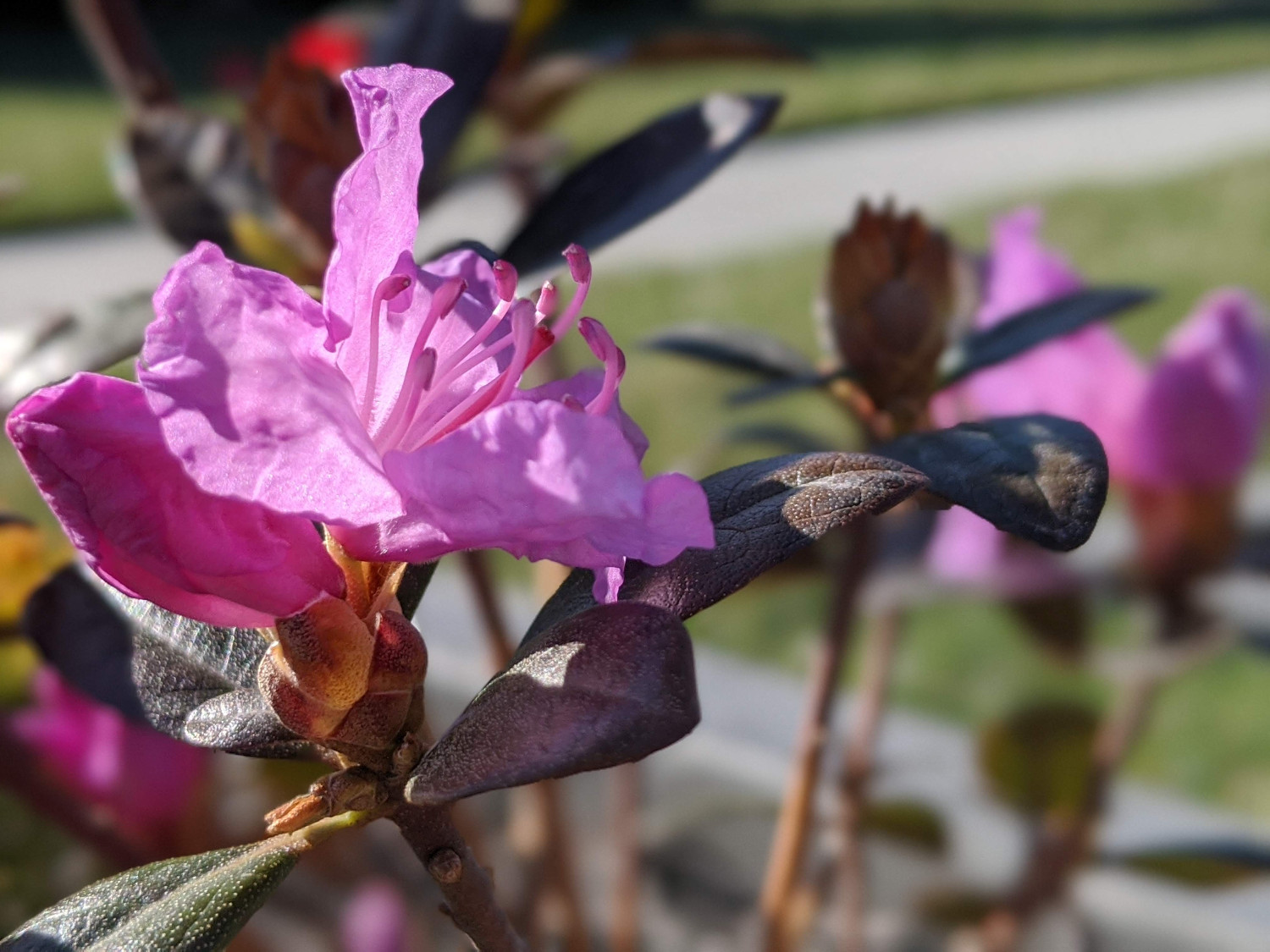 Amy Cotta Rhododendron Plant Addicts