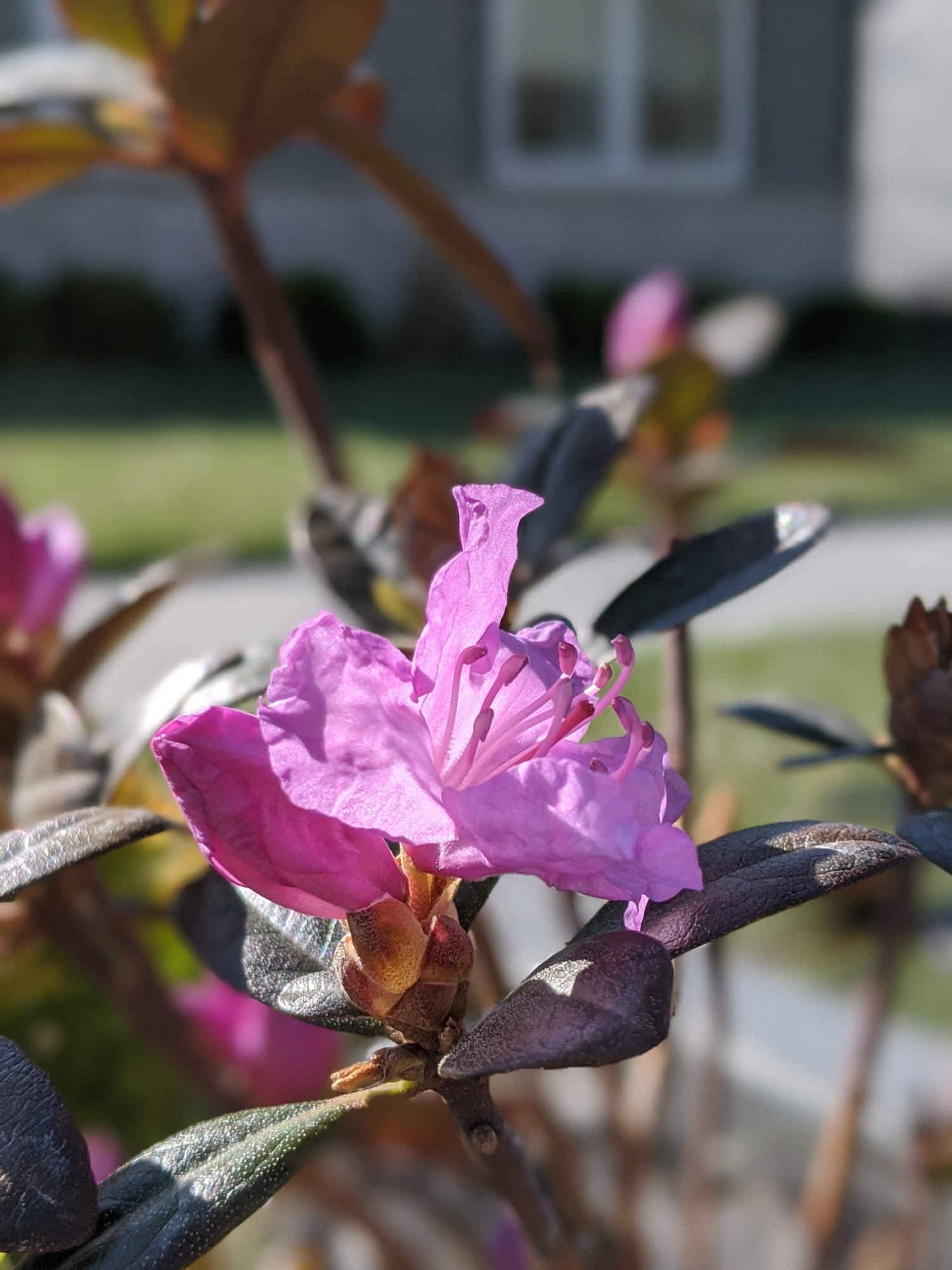 Amy Cotta Rhododendron Plant Addicts