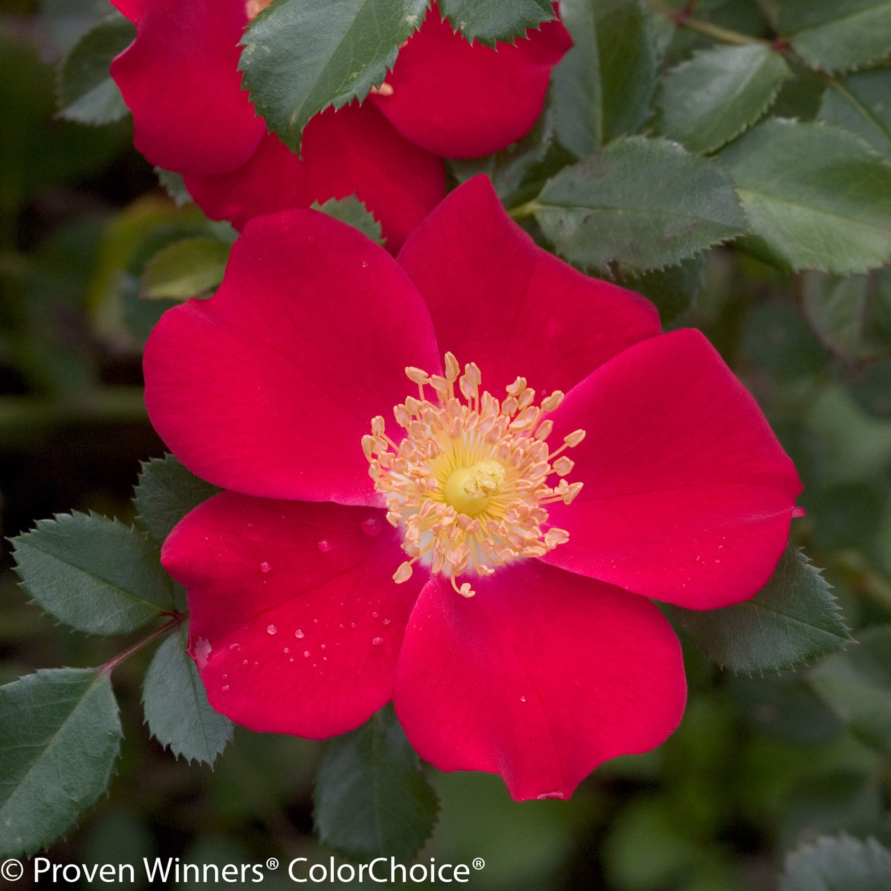 Oso Easy® Cherry Pie Rose Bushes Plant Addicts