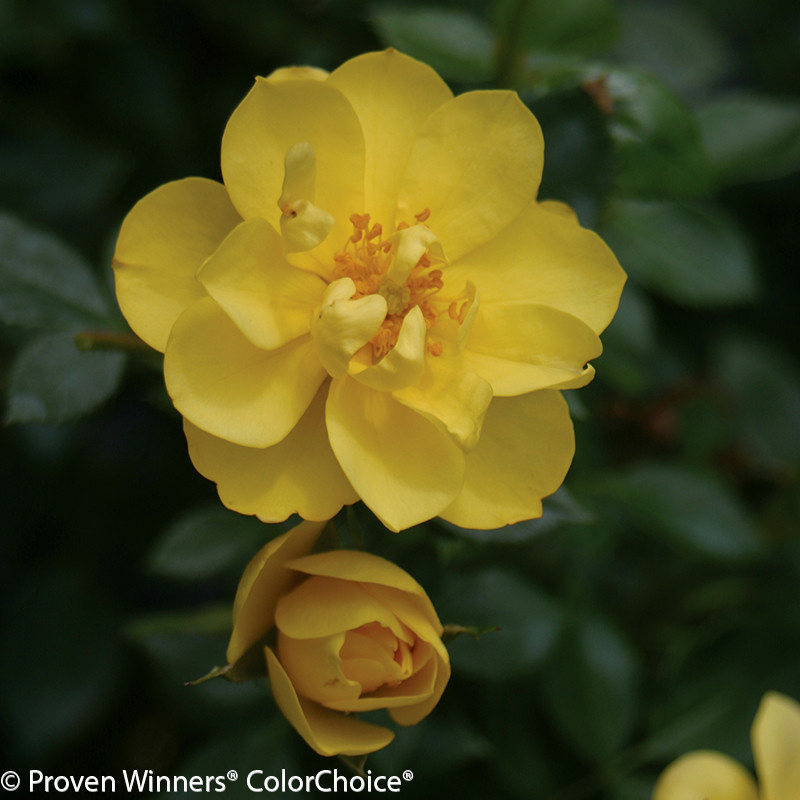 Oso Easy® Hot Paprika® Rose Bushes Plant Addicts