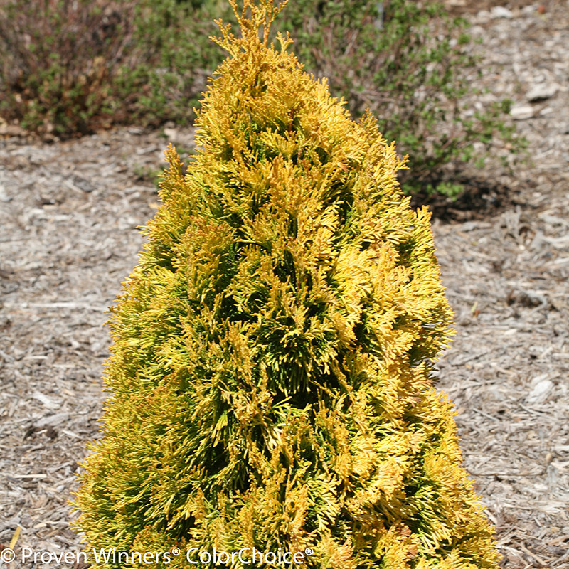 Arborvitae Shrubs For Sale Plant Addicts