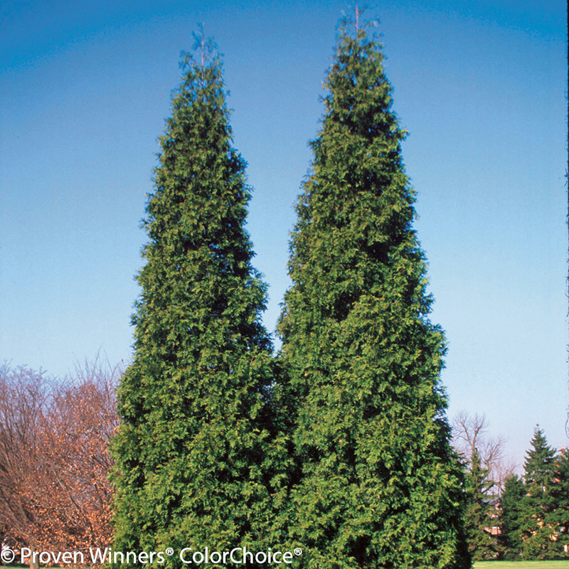 Sting™ Arborvitae Plant Addicts
