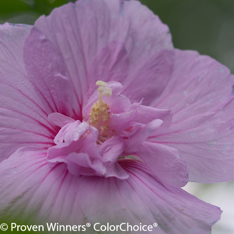 Paraplu Rouge Rose of Sharon Plant Addicts