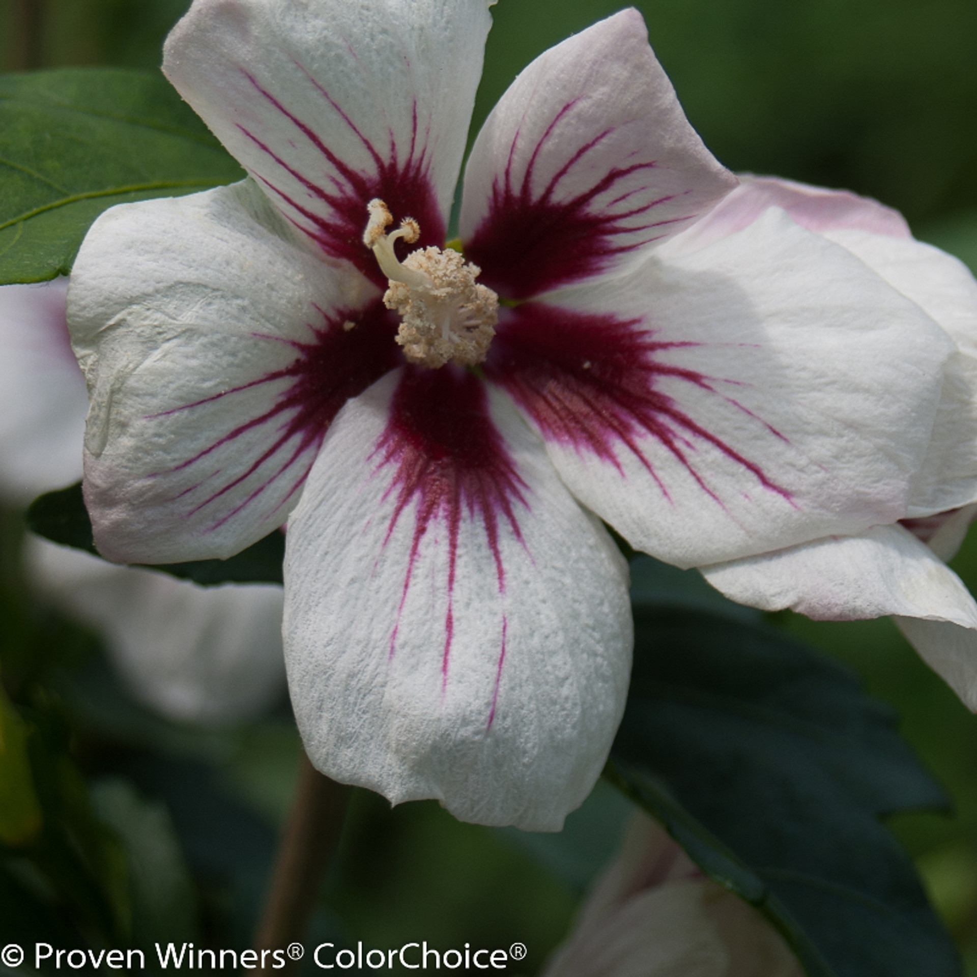 Lil Kim® Rose of Sharon Plant Addicts