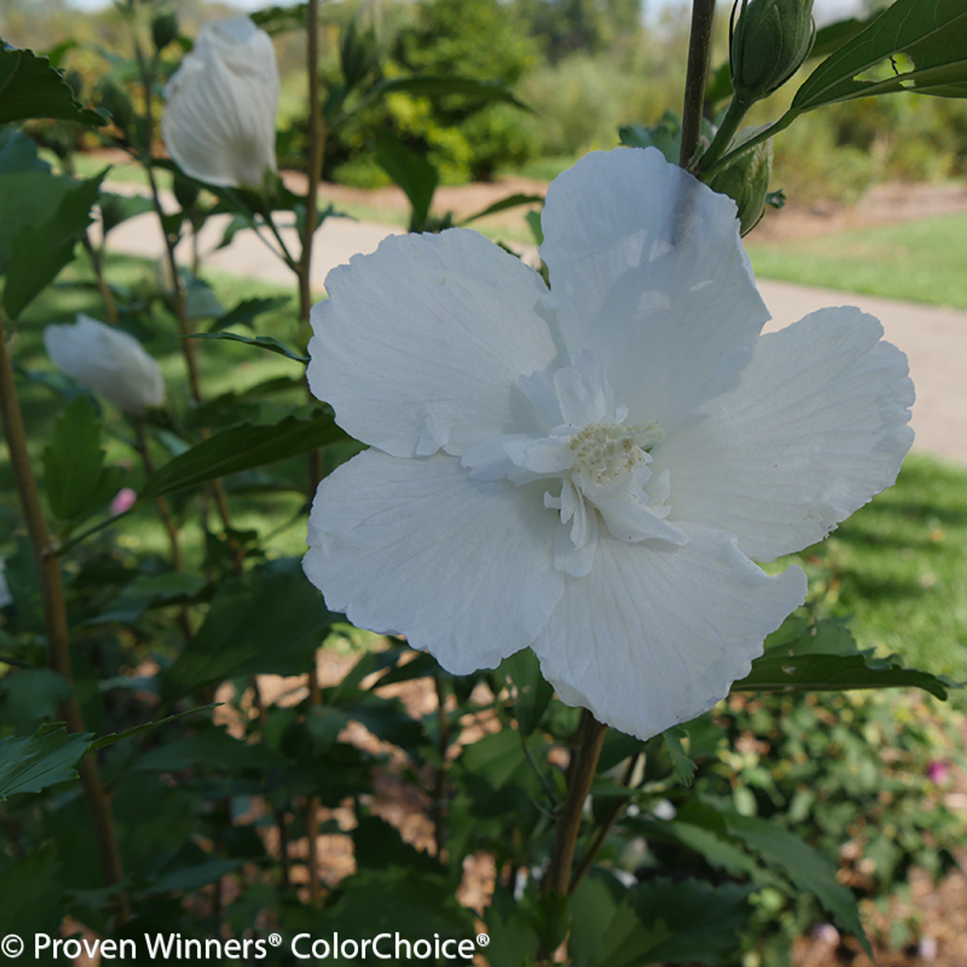 White Chiffon Rose Of Sharon Plant Addicts White Chiffon Rose Of Sharon Plant Addicts