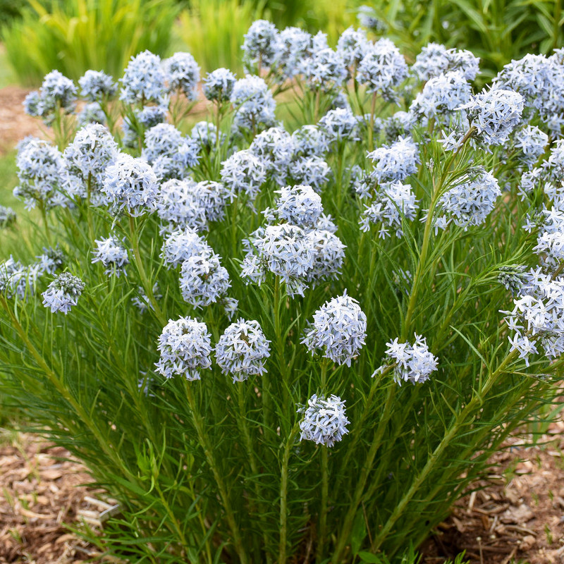 Starstruck Amsonia Plant Addicts