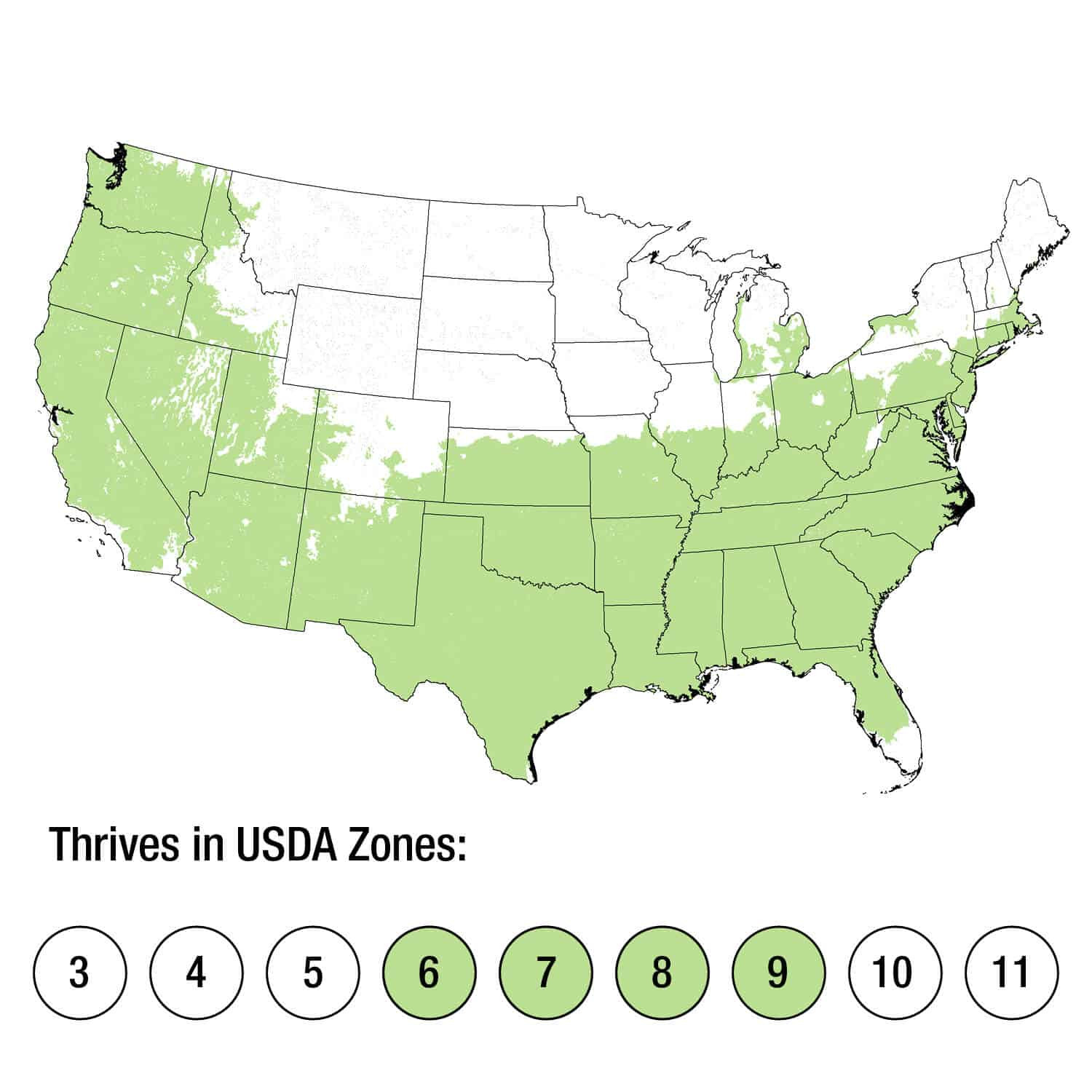 Touch Of Gold™ Holly