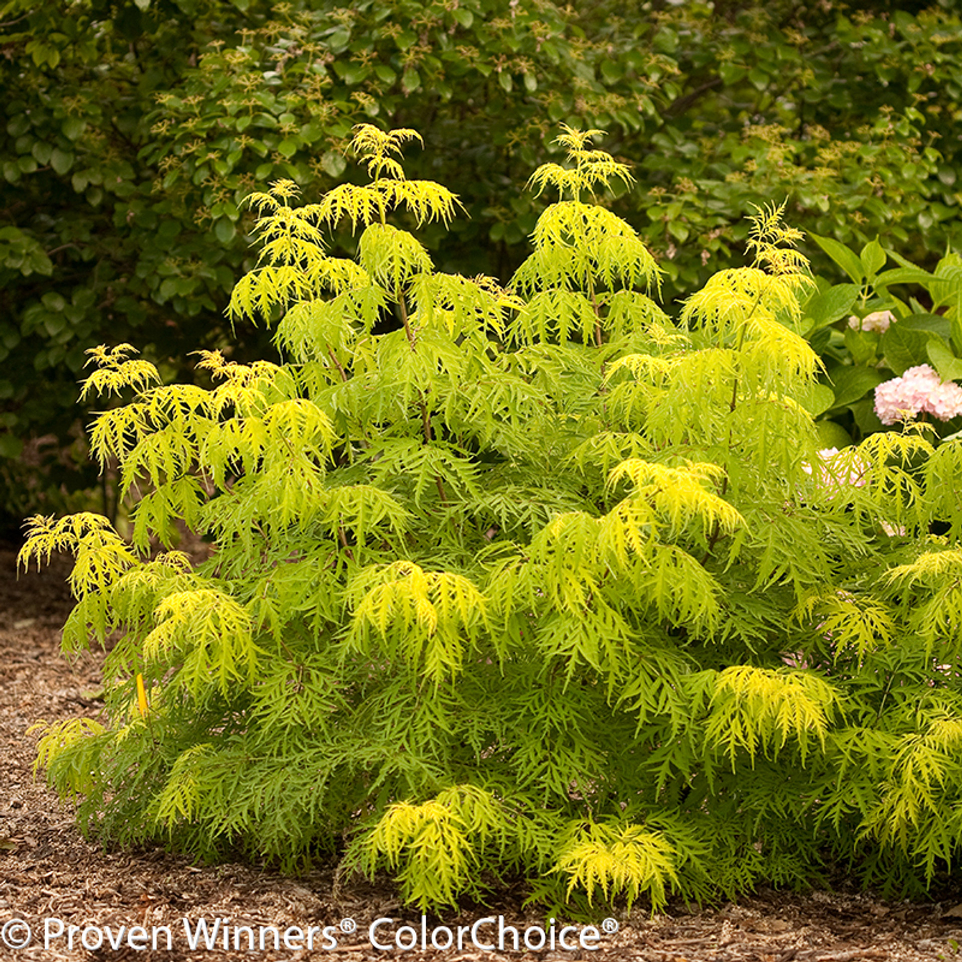 Adams Elderberry Plant Addicts