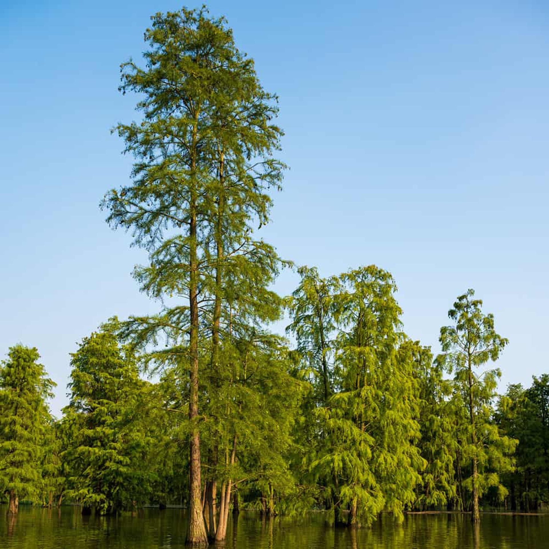 Pond Cypress Tree