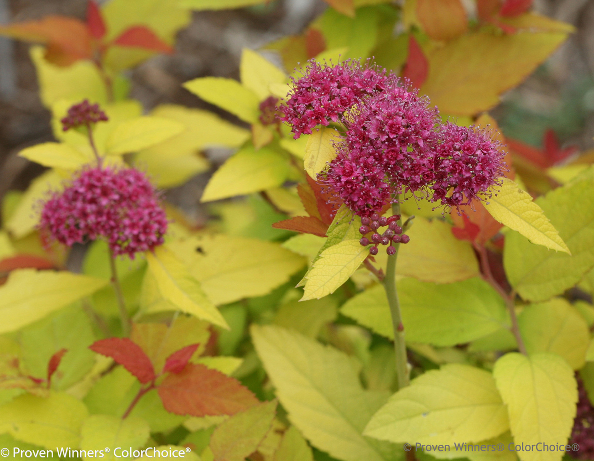 Double Play® Candy Corn® Spirea Plant Addicts