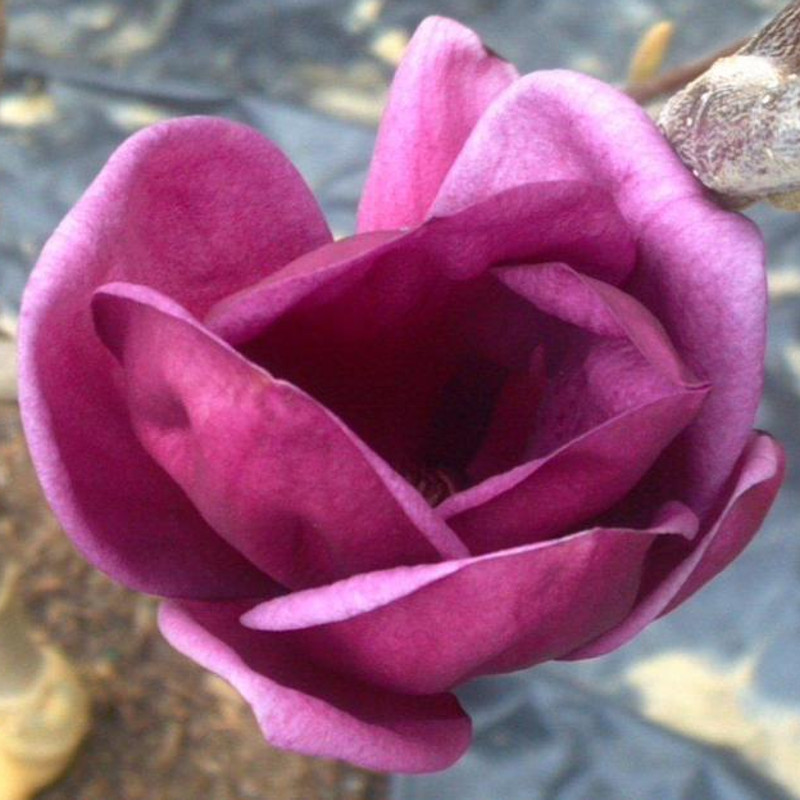 Genie Magnolia Plant Addicts