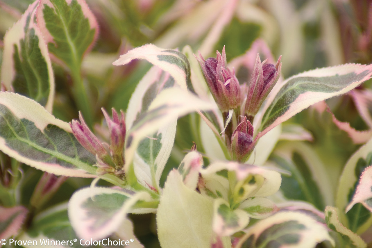 My Weigela Plant Addicts