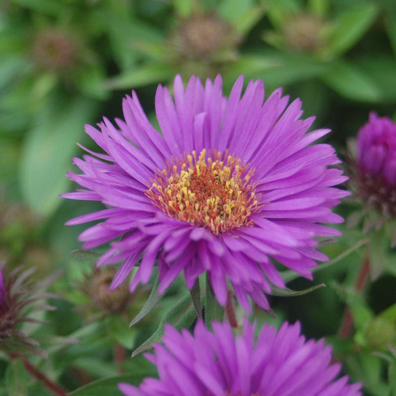 Honeysong Purple Stokes Aster Plant Addicts