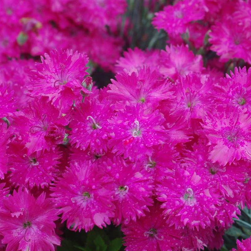 Paint the Town Fancy Pinks Dianthus Plant Addicts