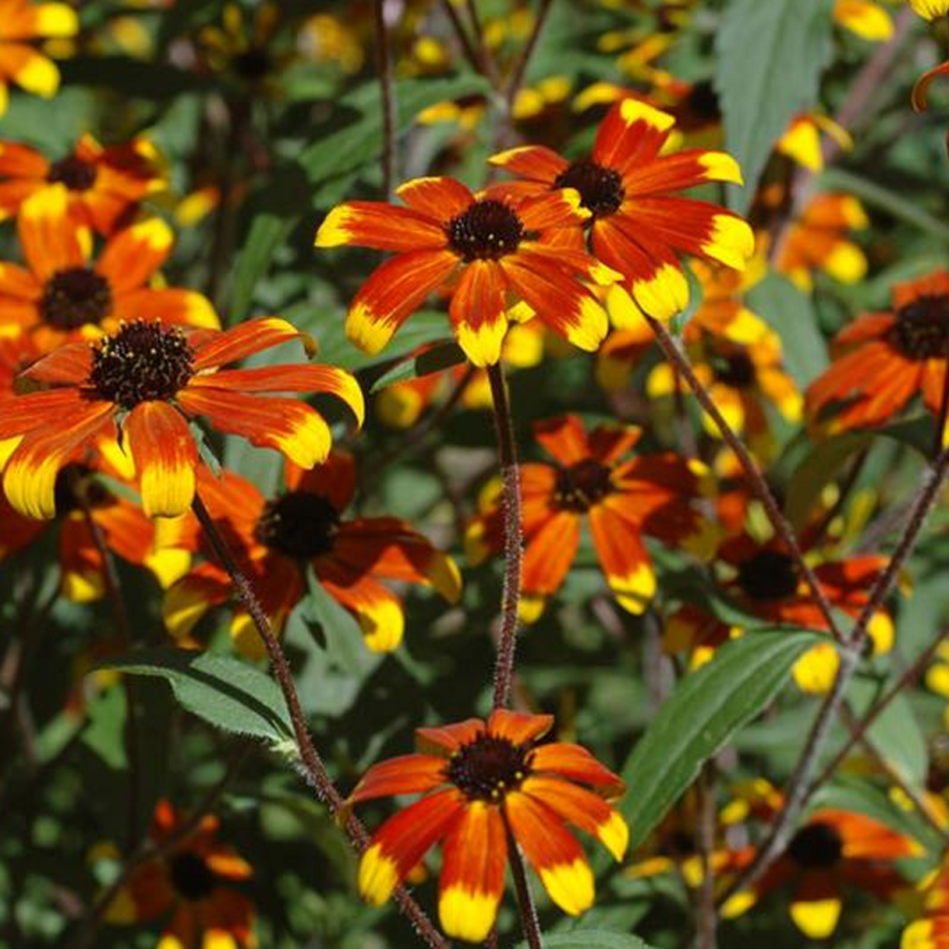 Black-Eyed Susan Care