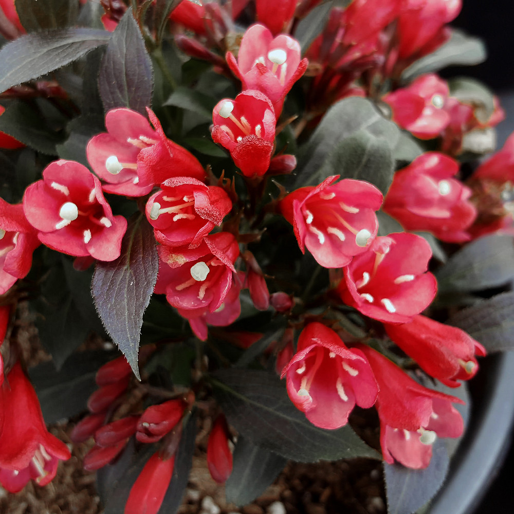 Electric Love® Weigela Plant Addicts