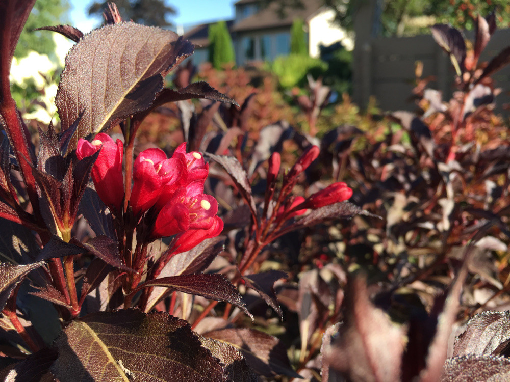 Electric Love® Weigela Plant Addicts