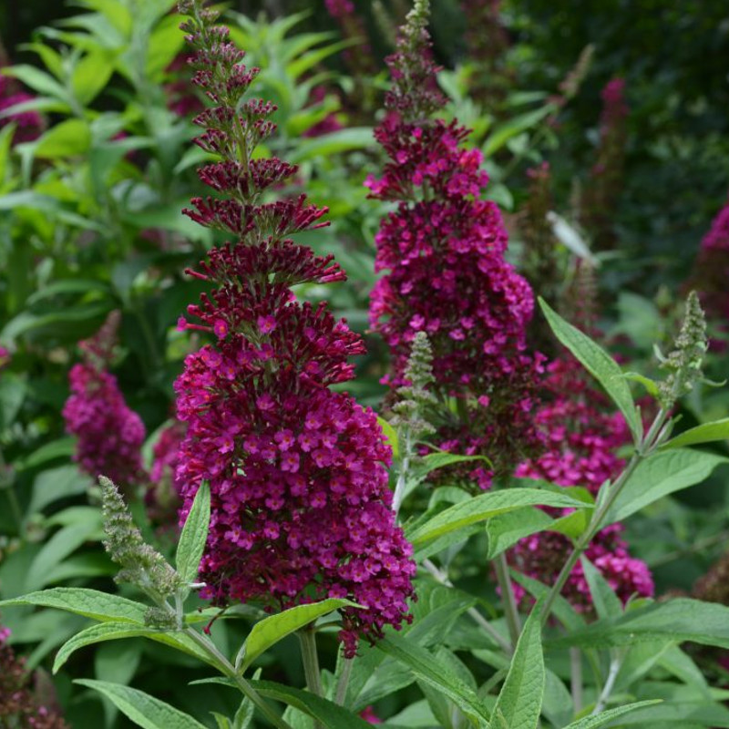 CranRazz Butterfly Bush Plant Addicts