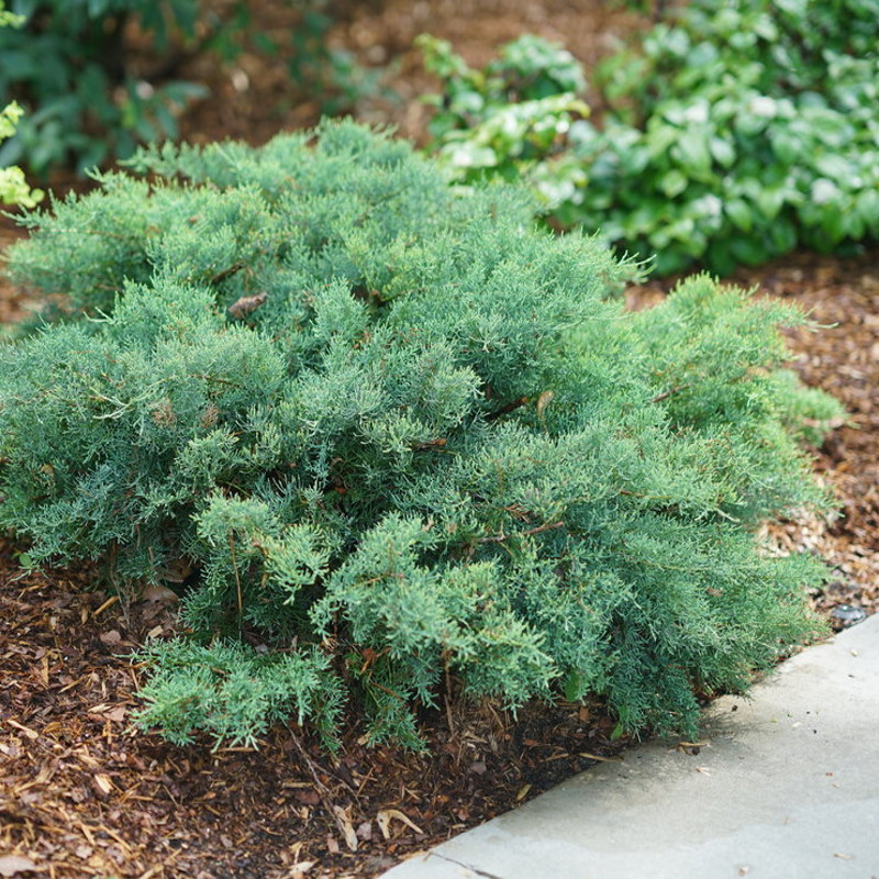 Sea Green Juniper Plant Addicts
