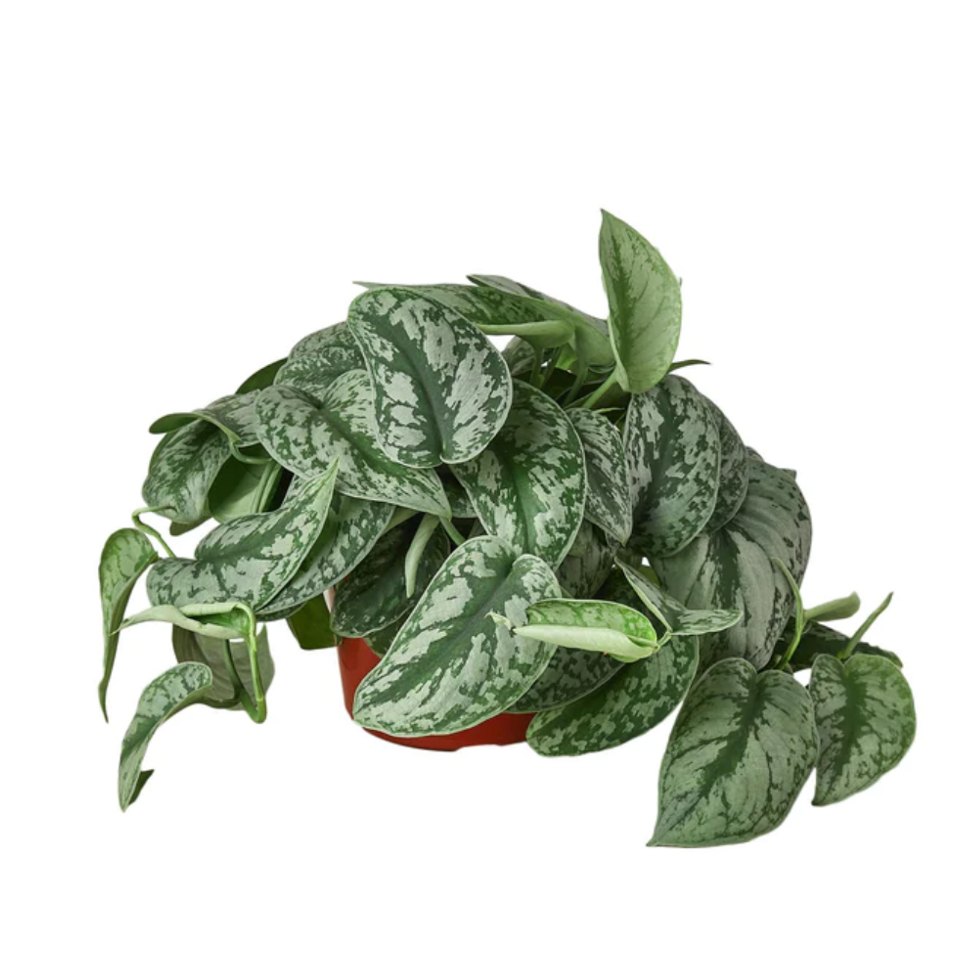 Pothos Plants