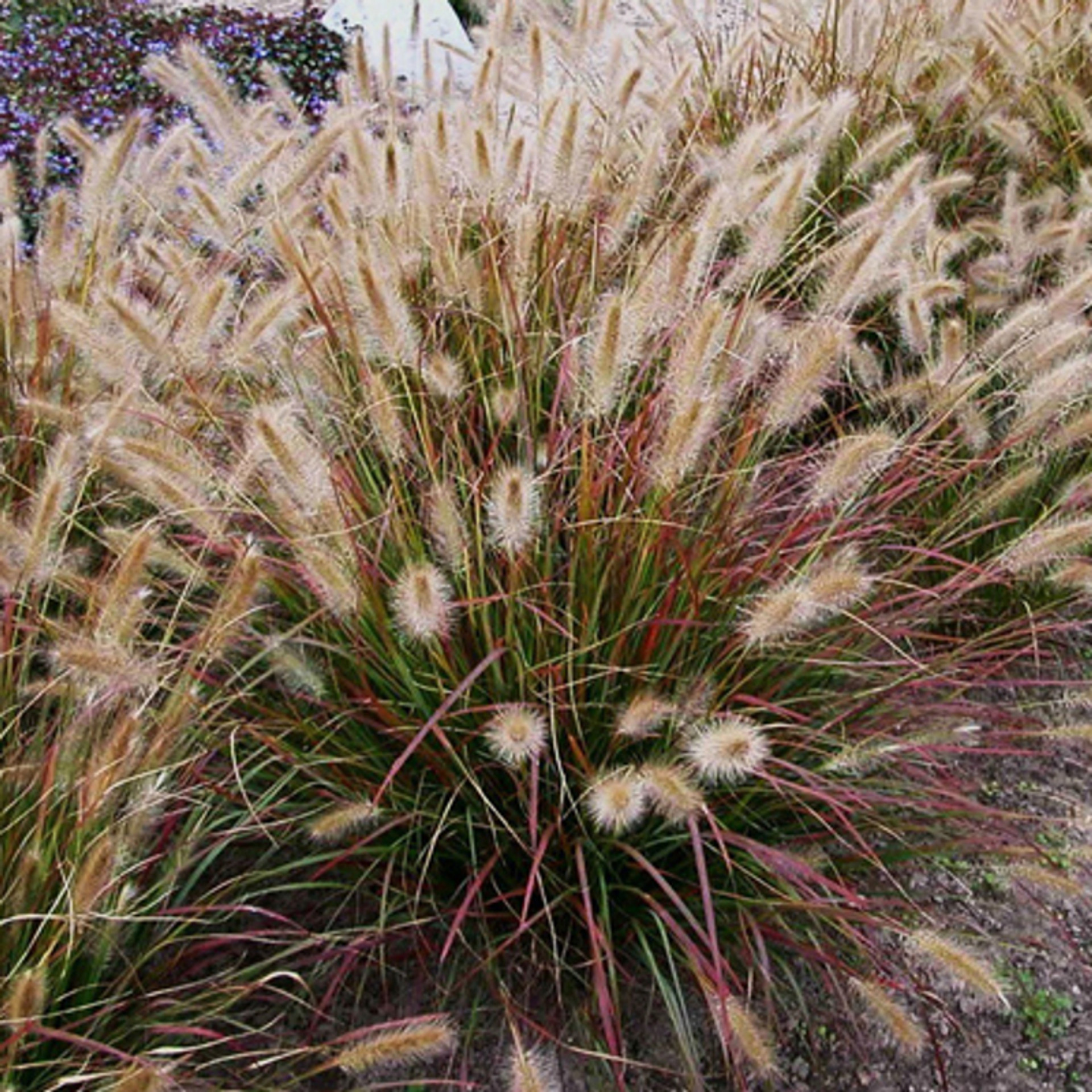 Little Bunny Dwarf Fountain Grass Plant Addicts