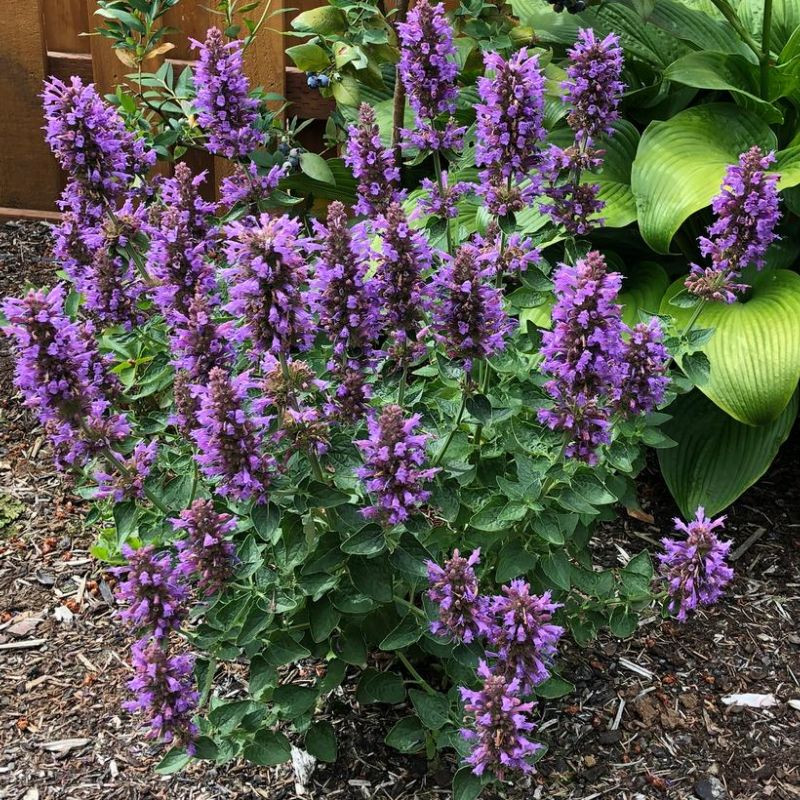 Kudos™ Ambrosia Hummingbird Mint Plant Addicts