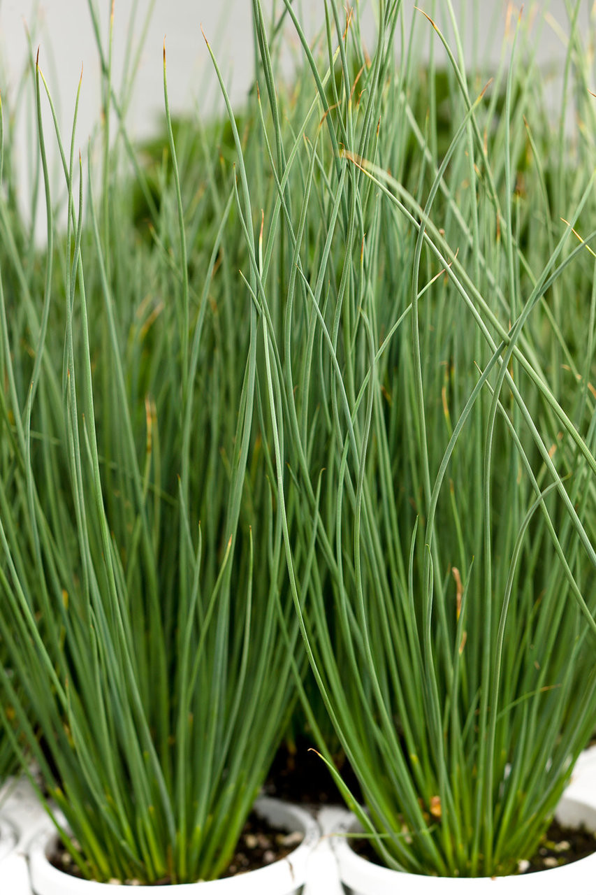 Graceful Grasses® Blue Mohawk® Soft Rush Plant Addicts
