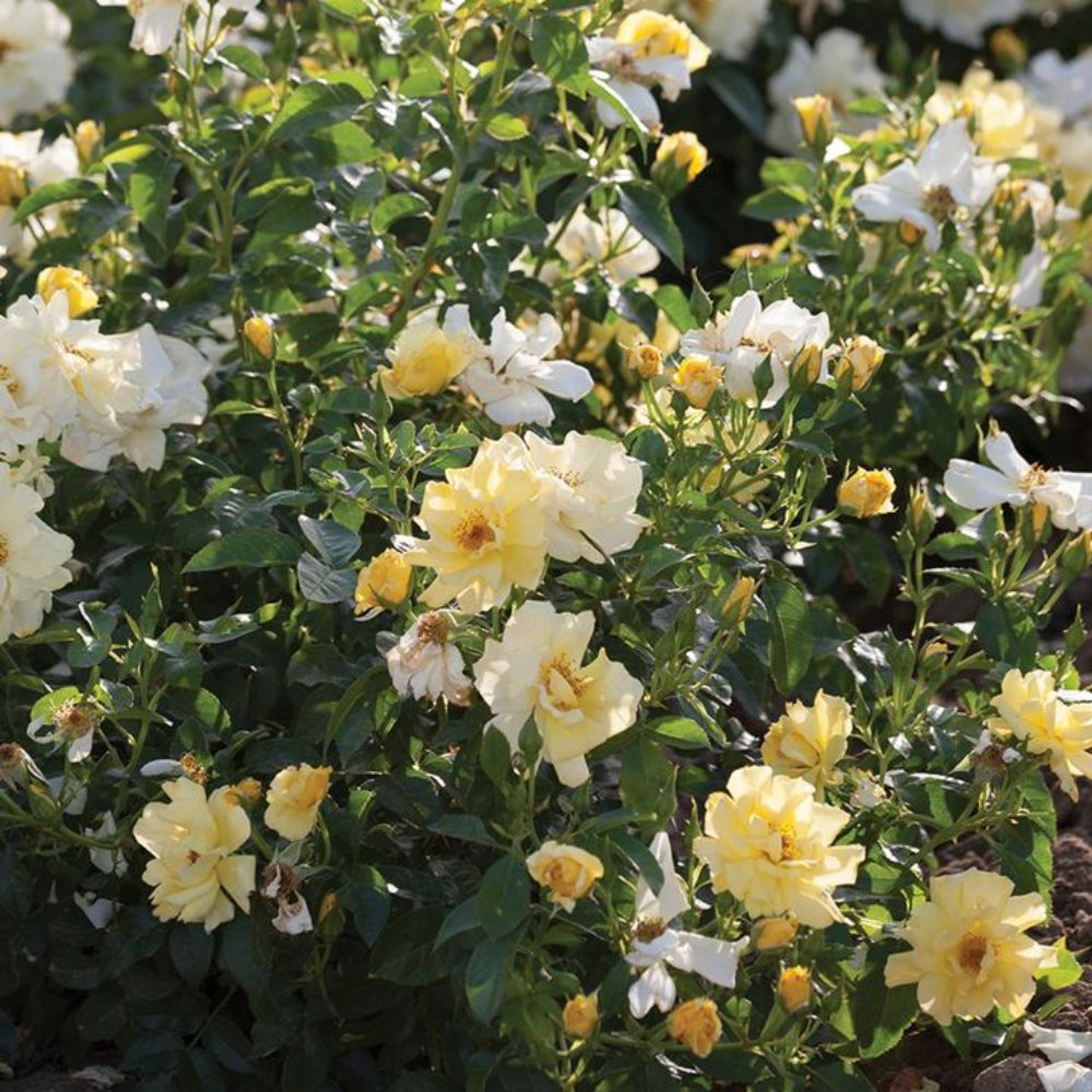 Lemon Drift® Rose | Plant Addicts