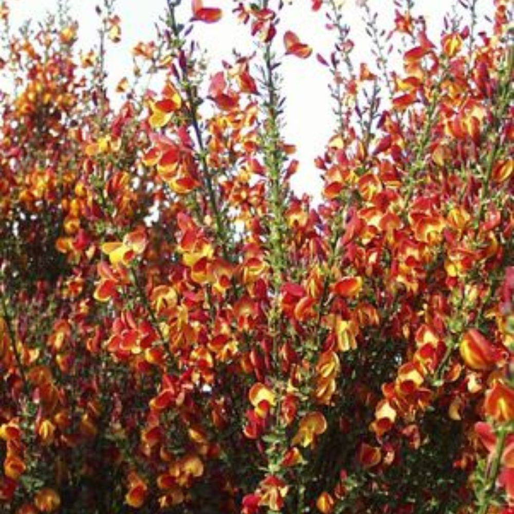 Lena Scotchbroom Plant Addicts