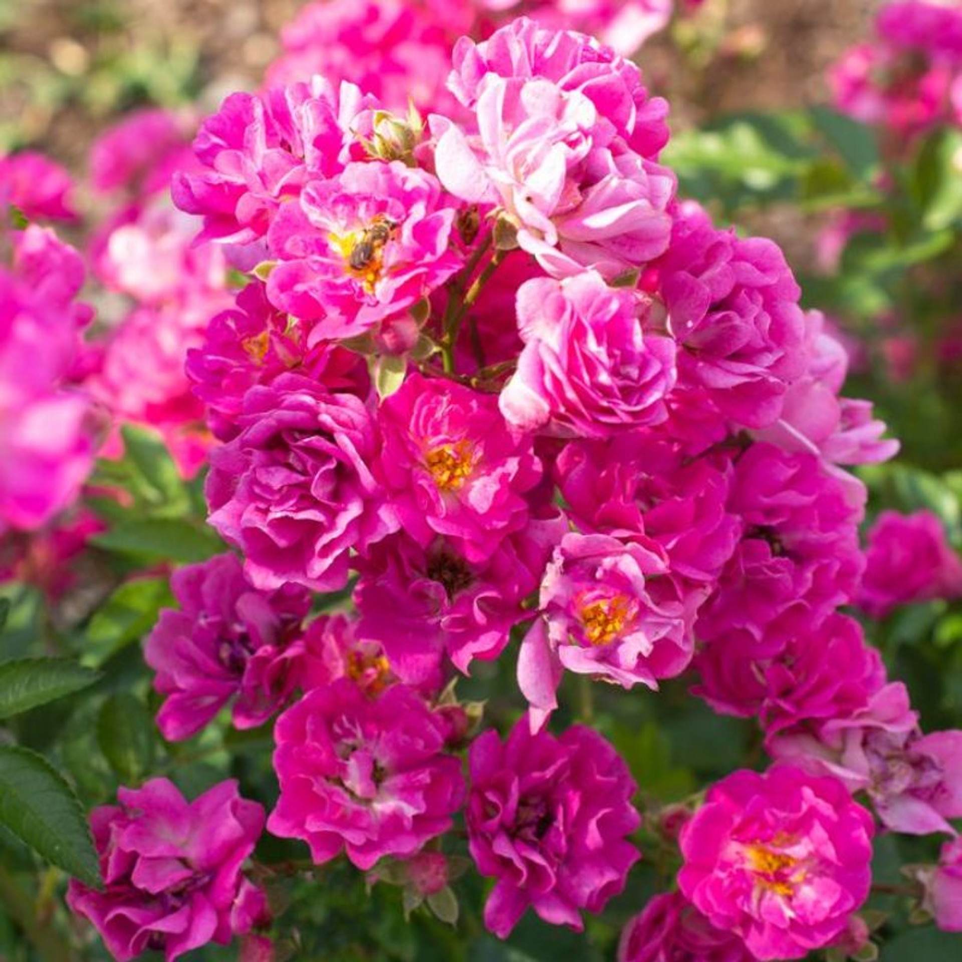 Reminiscent⢠Pink Rose | Plant Addicts