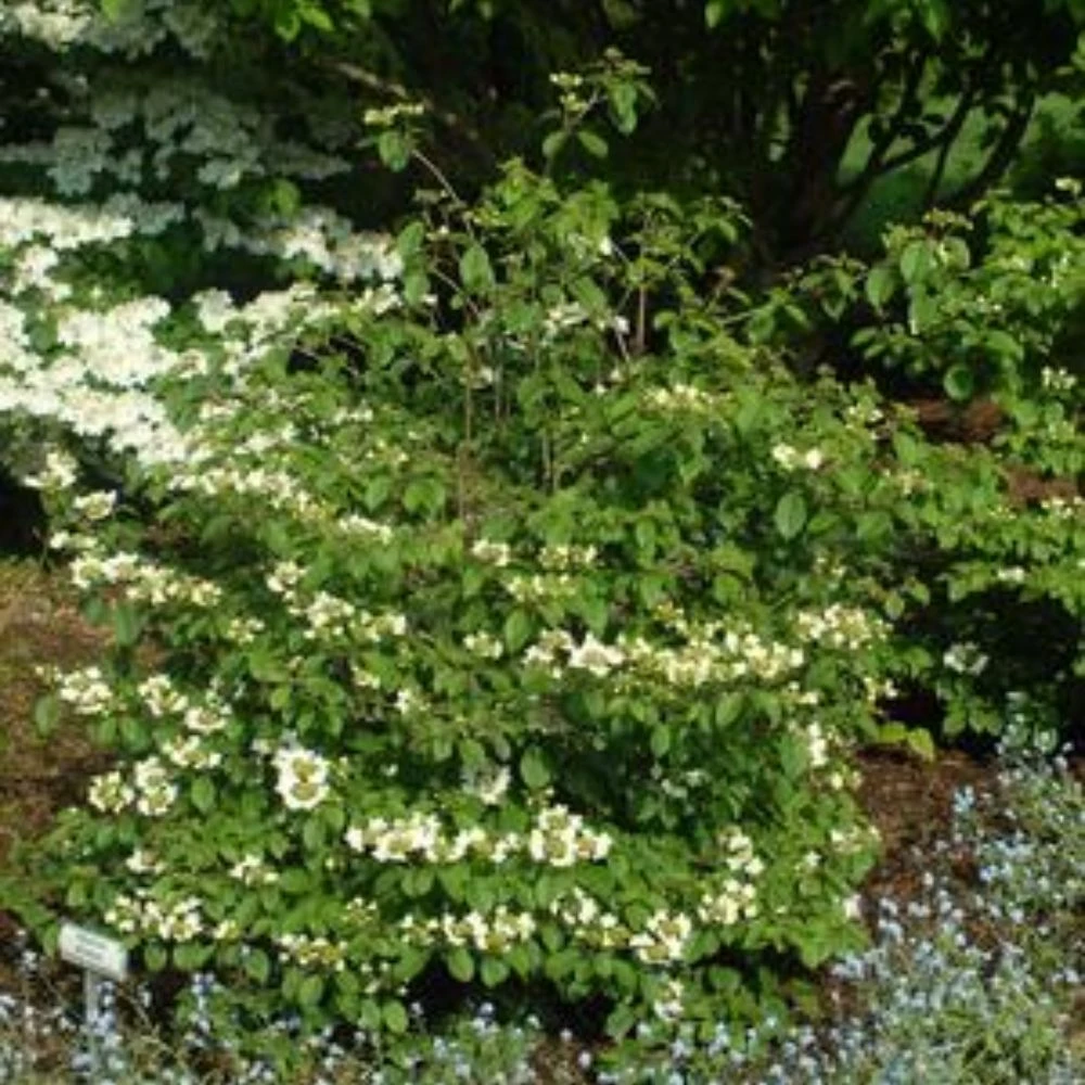 Summer Snowflake Viburnum Plant Addicts