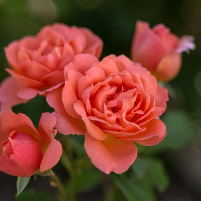 Sweet Mademoiselle™ Hybrid Tea Rose | Plant Addicts