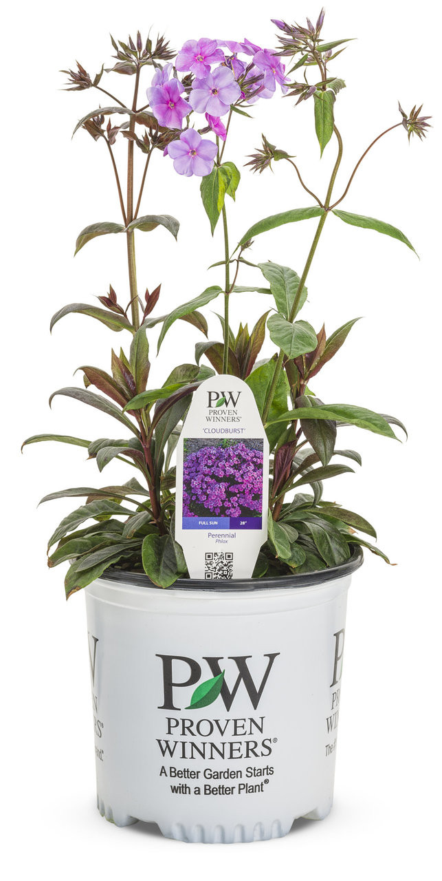 Cloudburst Phlox Plant Addicts