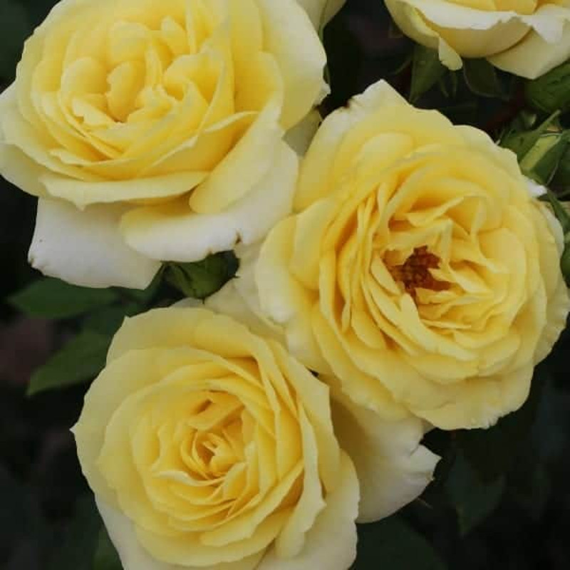Grandiflora Roses | Plant Addicts