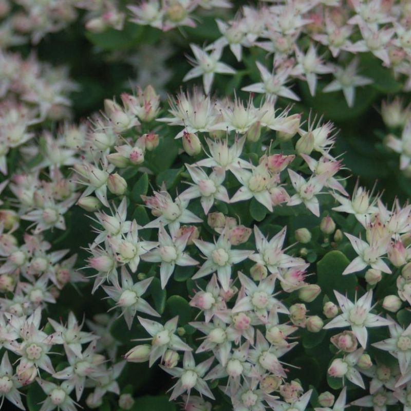 Fine Leaf Gold Sedum Stonecrop Plant Addicts