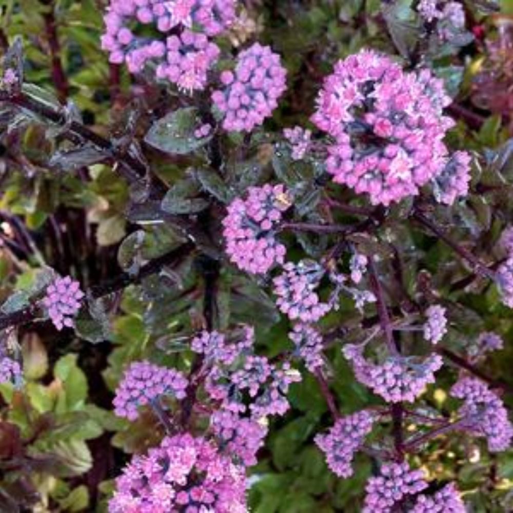 Conga Line Stonecrop Sedum Plant Addicts