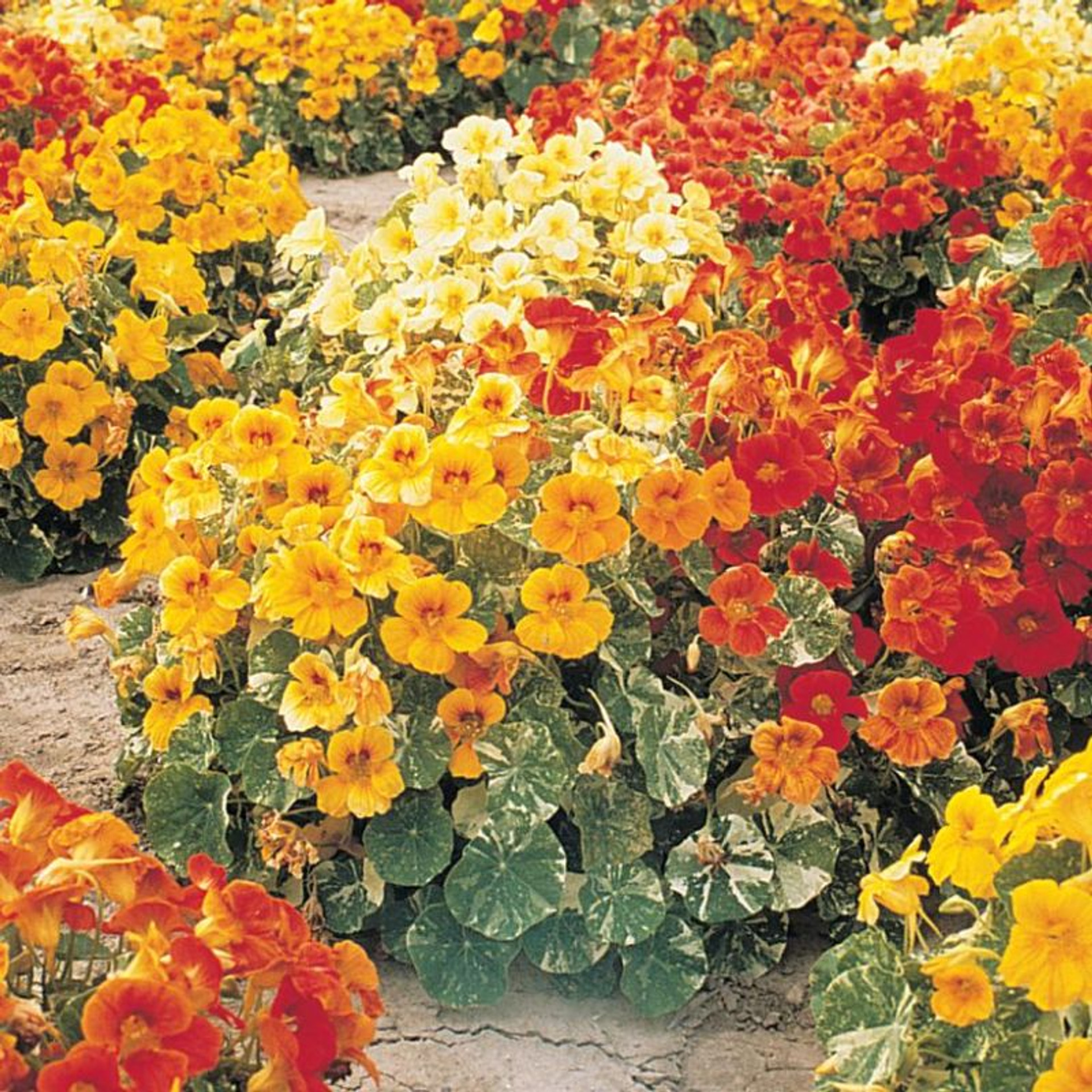 Alaska Mix Nasturtium Plant Plant Addicts