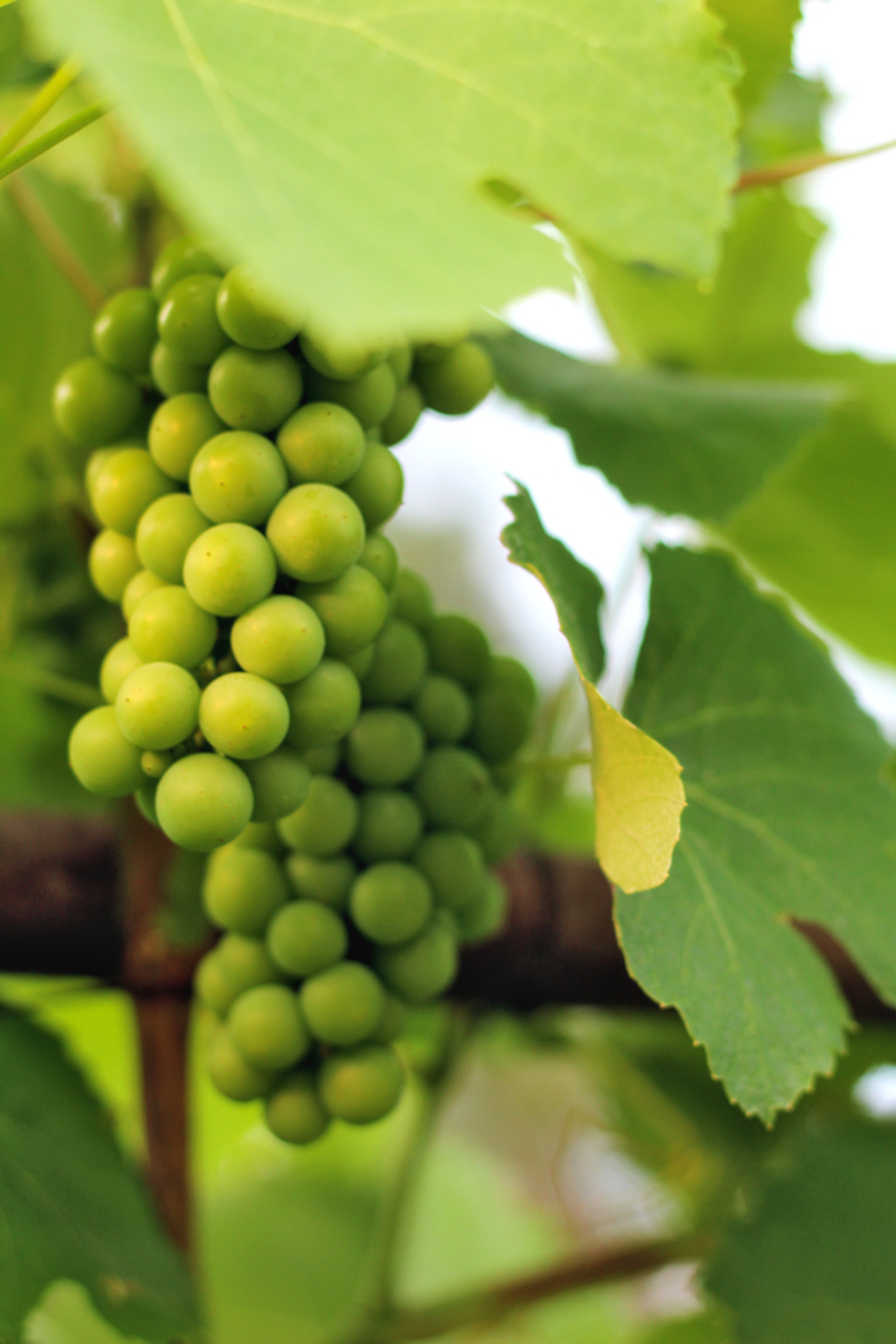 Frontenac™ Grape Vine Plant Addicts