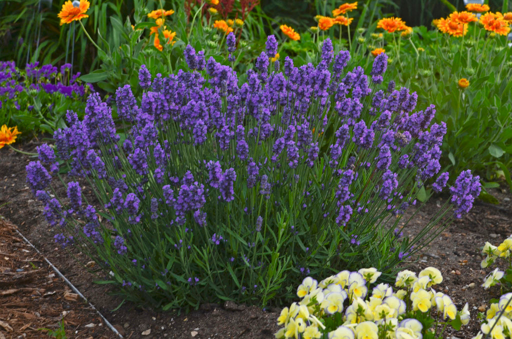 Sweet Romance® English Lavender Plant Addicts