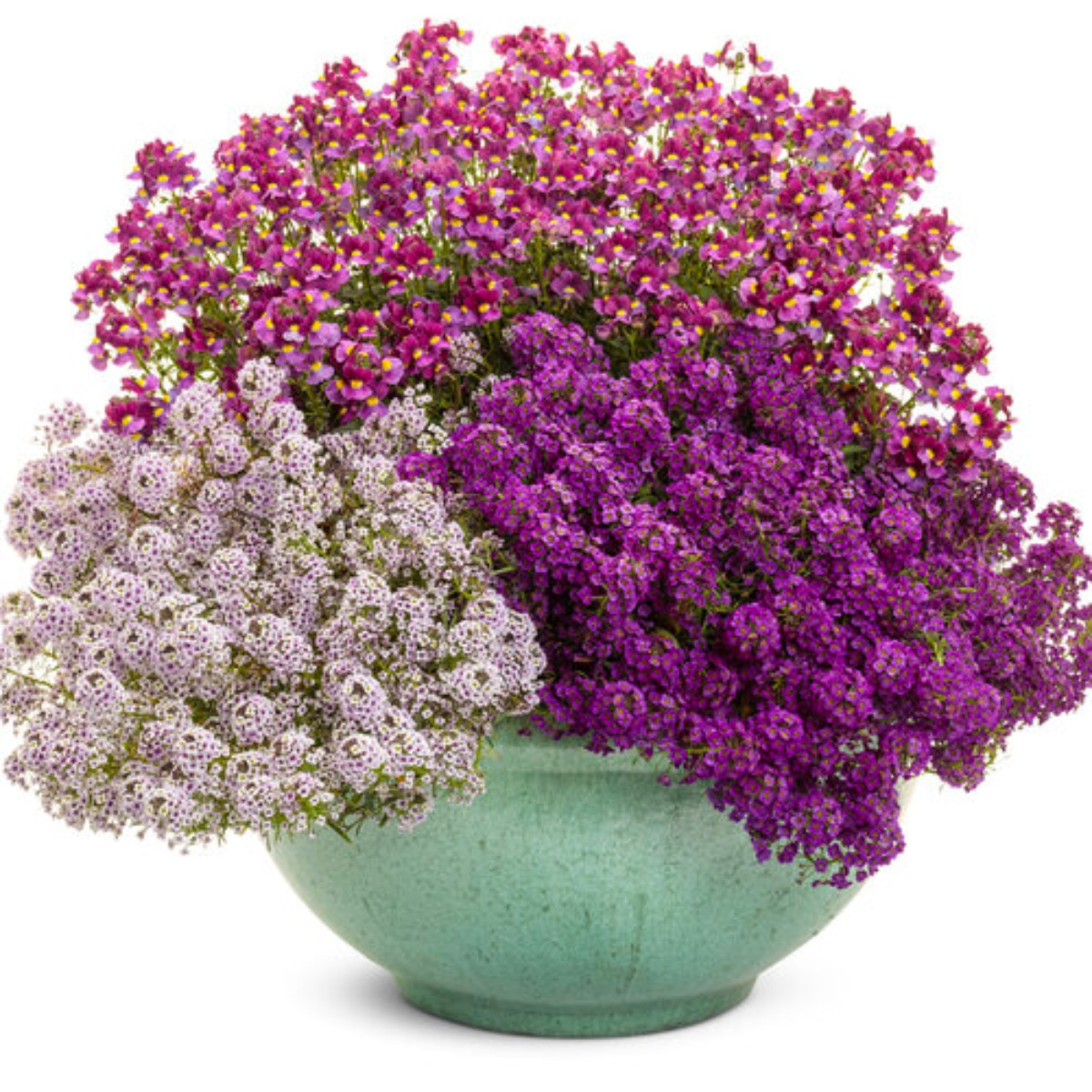 Aromance® Mulberryâ ¢ Nemesia Plant Addicts