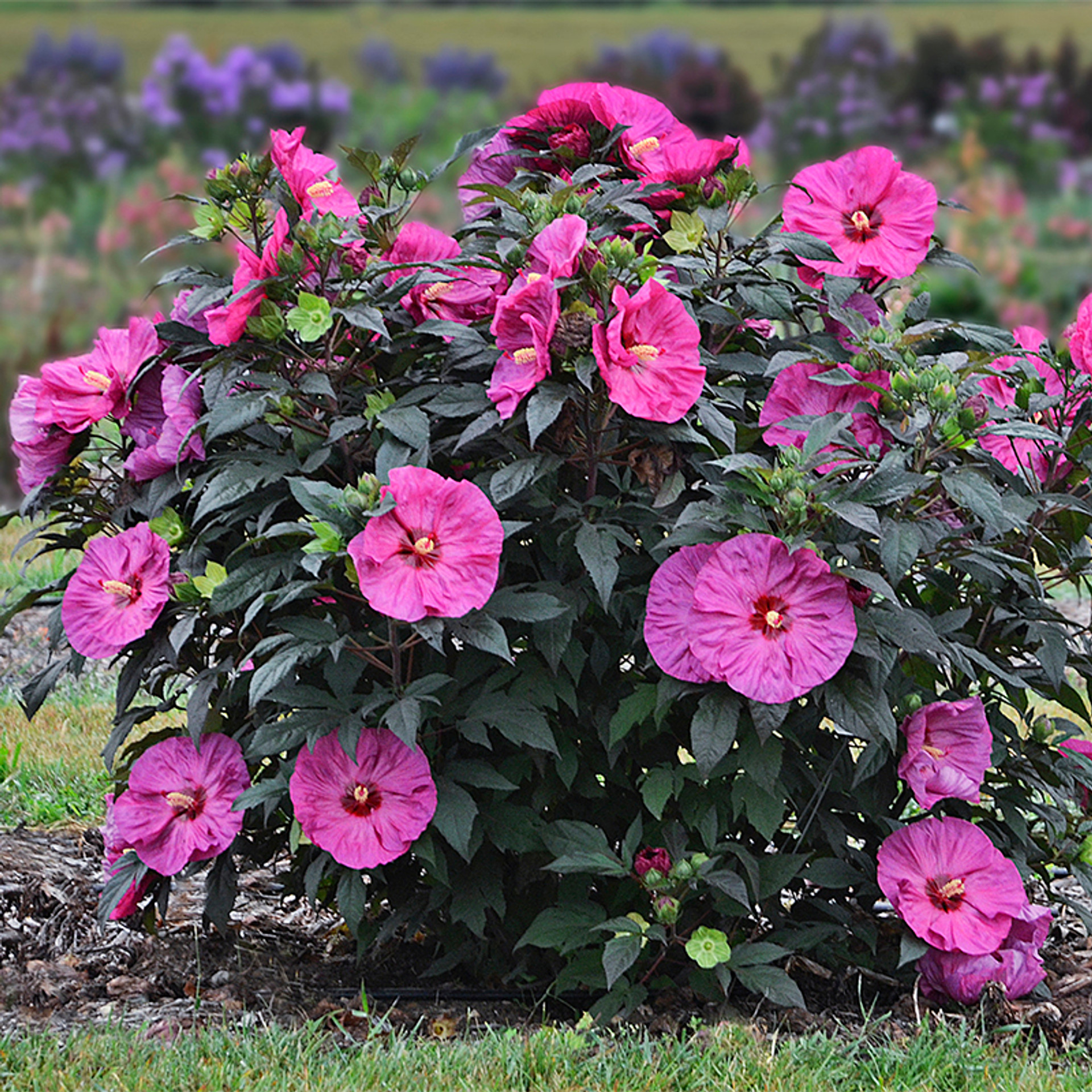 Starry Starry Night Hibiscus Plant Addicts