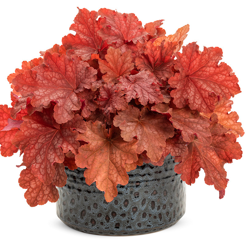 Dolce® Wildberry Coral Bells | Plant Addicts